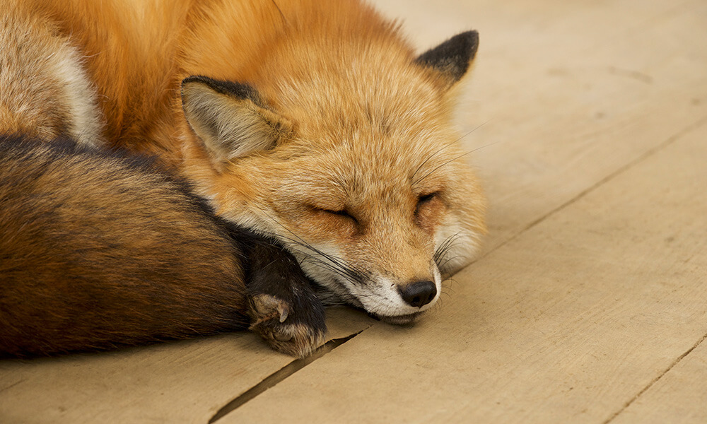 Are pet foxes friendly