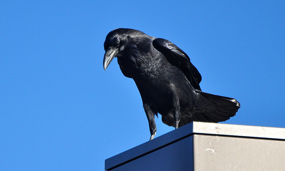 Do Ravens Make Good Pets