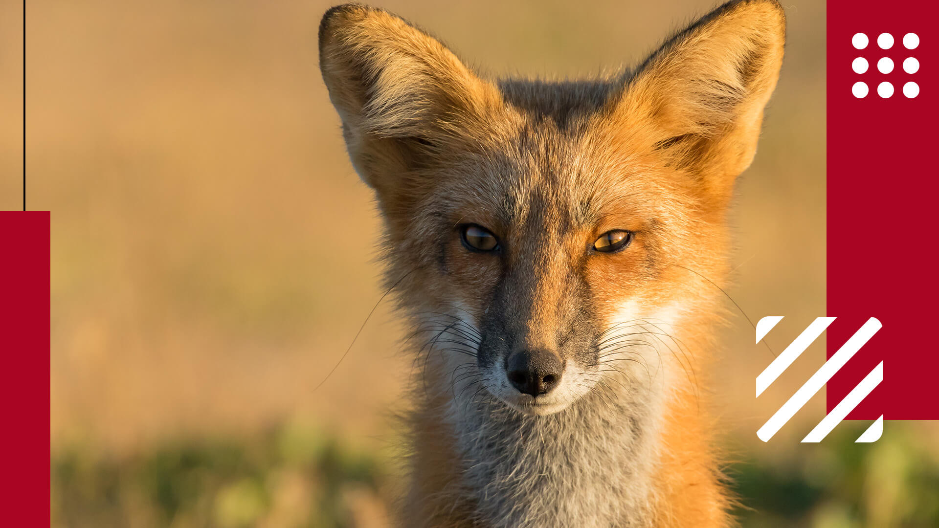 Fox As A Pet- The Best Species And Other Information