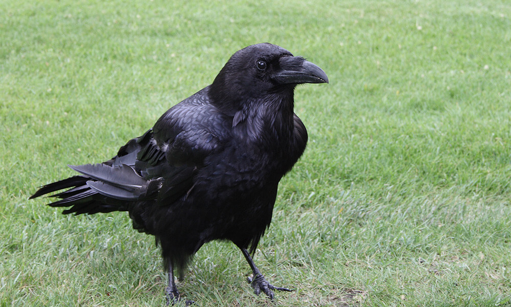 How To Take Care And What To Feed A Pet Raven