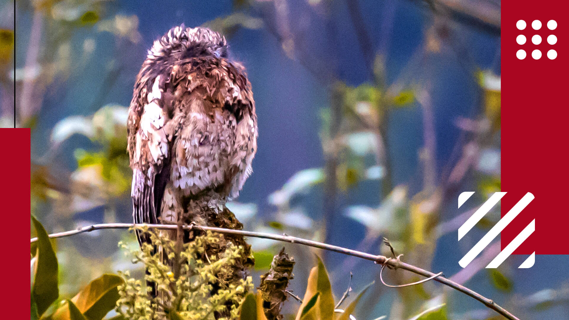 Potoo Bird- Know About The Owl Like Bird