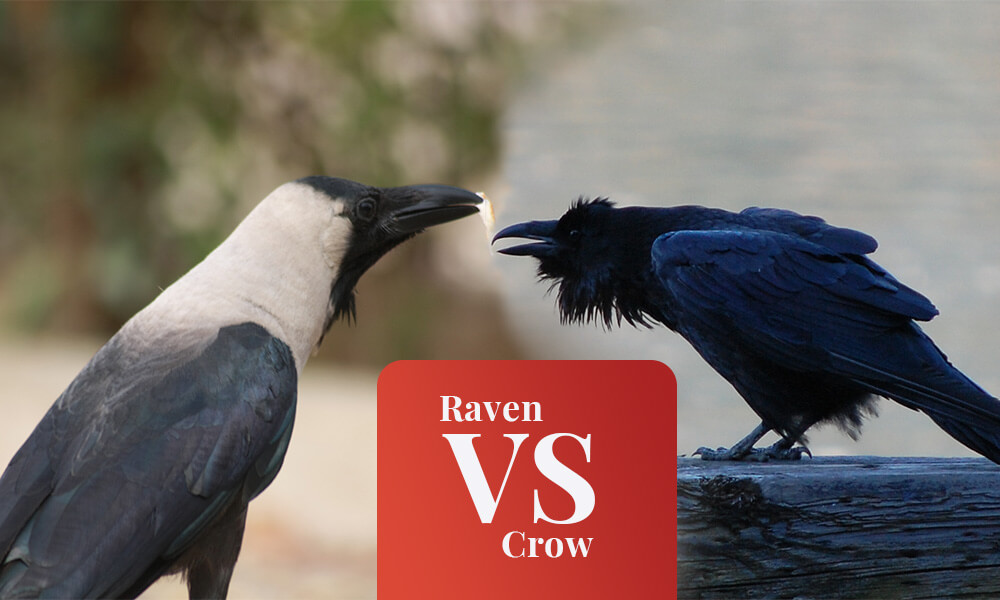 Raven vs Crow which one is stronger