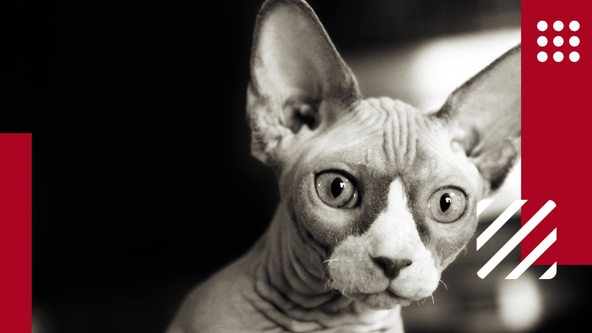 Sphynx Cat As A Pet- Advisable Or Not