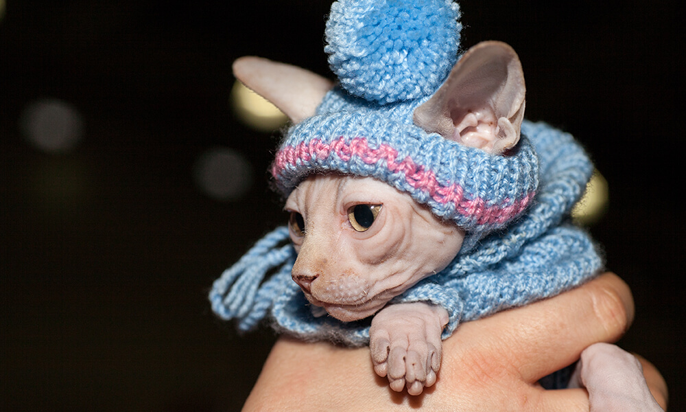 Sphynx Cat