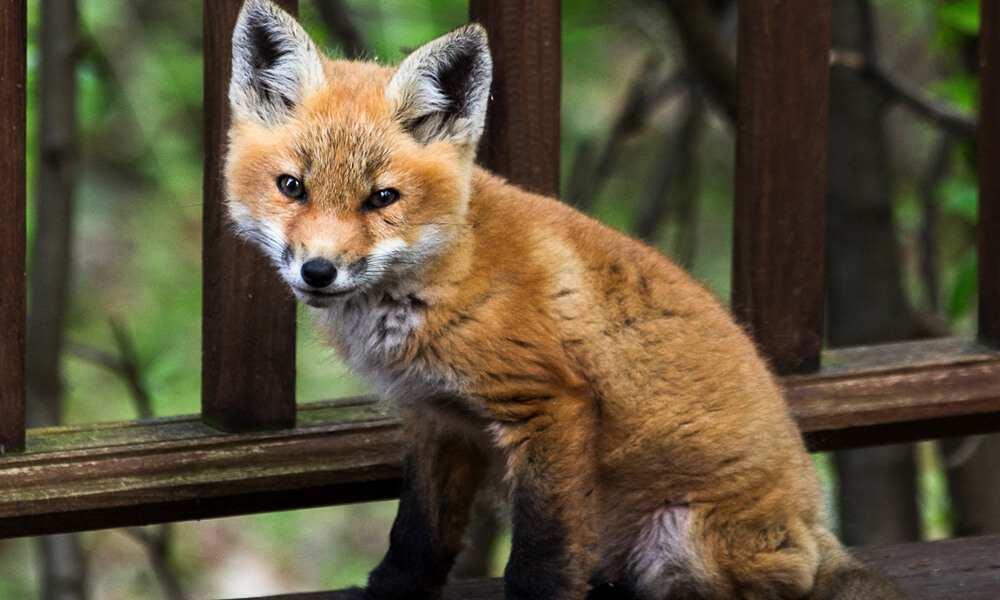 What are the health issues for a pet fox