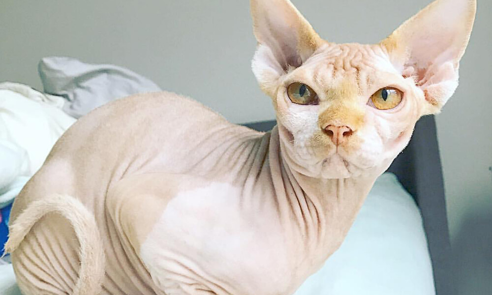 Why are Sphynx cats so expensive