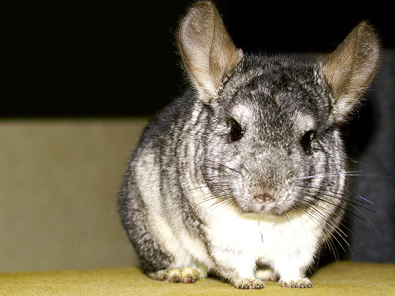 A Cute Pic of Chinchilla Pet