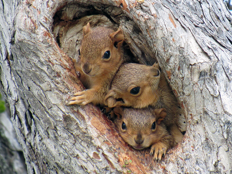 Baby Squirrels in Tree Trunk