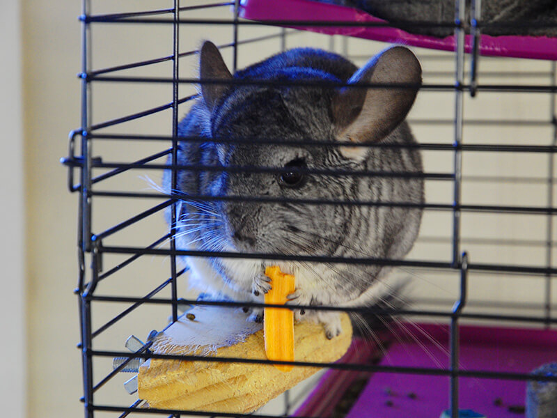 Chinchilla Pet in Cage Eating- Pet Storge