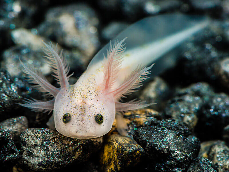 Cute Axolotl in Aquarium- Pet Storge