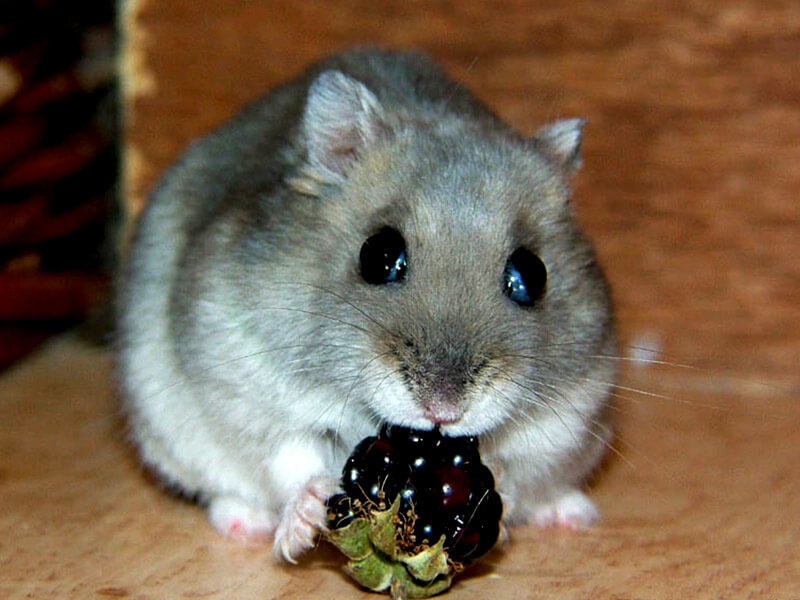 Dwarf Hamster Eating