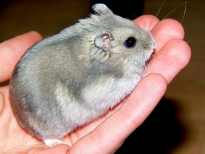 Little Dwarf Hamster in Palm