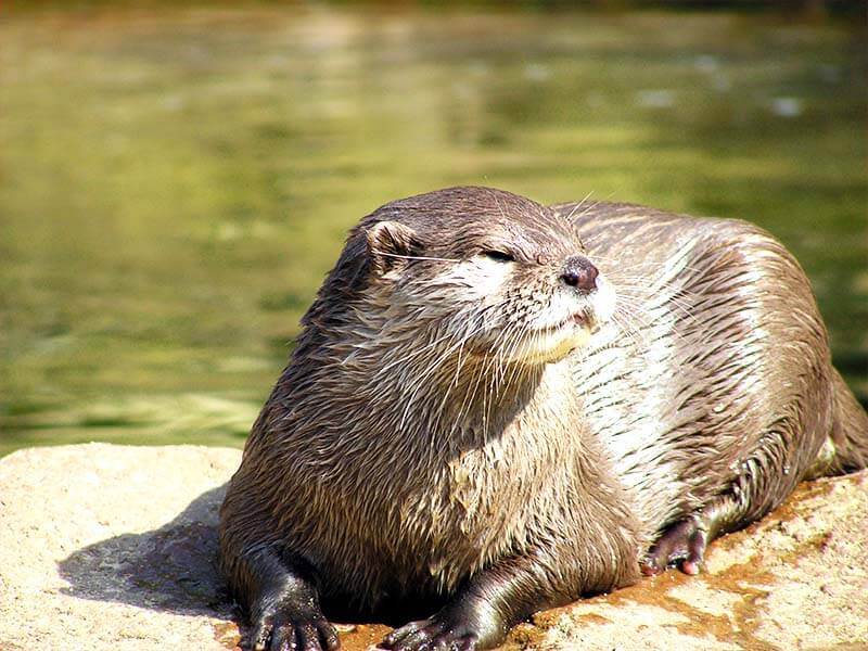 Otter Staring Near Pond