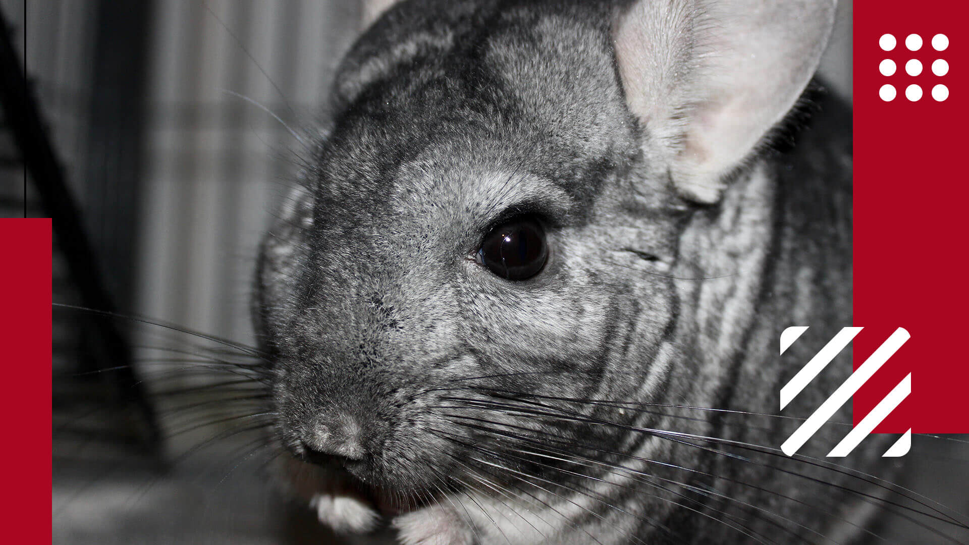 Pet Chinchilla Guide Featured Image