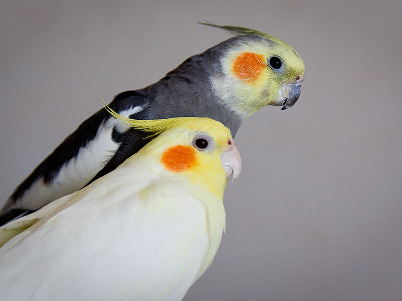 Pet Cockatiel Couple