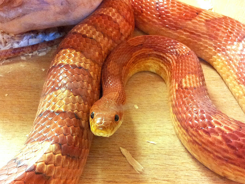 Pet Corn Snake Looking Mysteriously