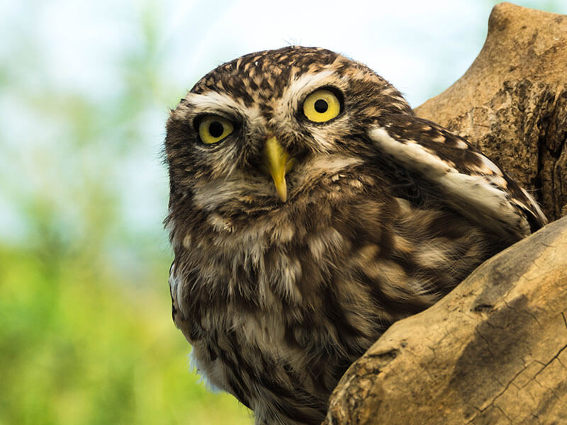 Pet Owl Staring