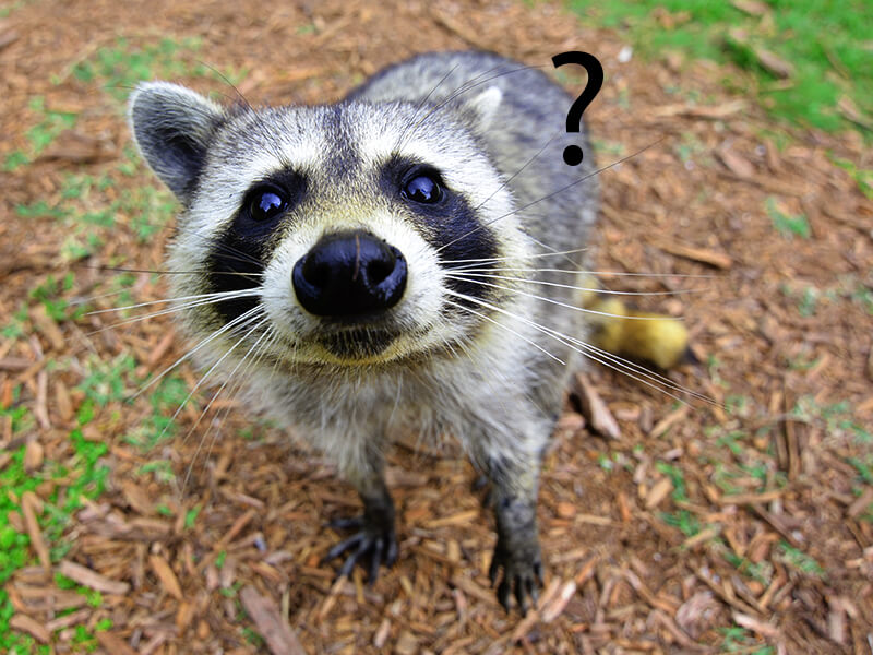 Pet Raccoon- Are They Good Pet