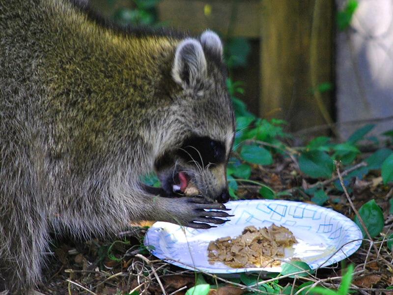 Pet Raccoon- Diet Information