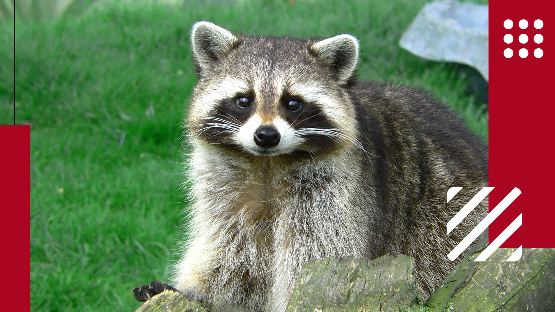 Pet Raccoon- Guide to Take Care