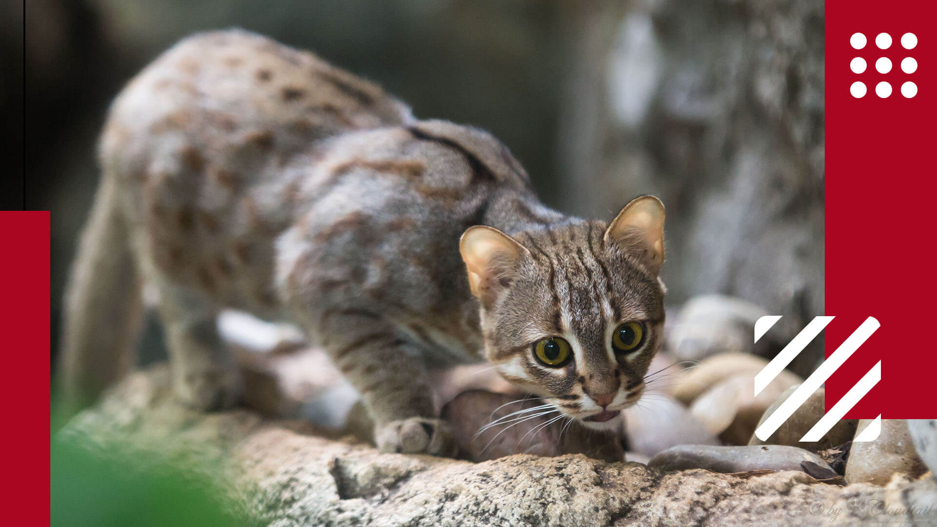 Pet Rusty Spotted Cat What It's Like To Have? Lil Pet