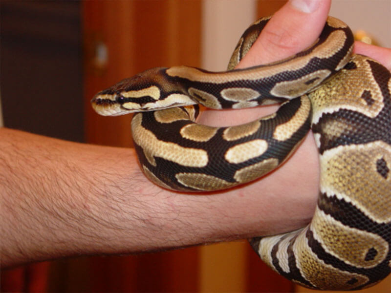 Pet Snake Young Ball Python