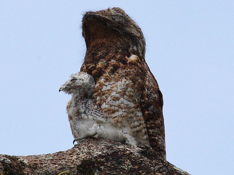 Potoo Bird Image