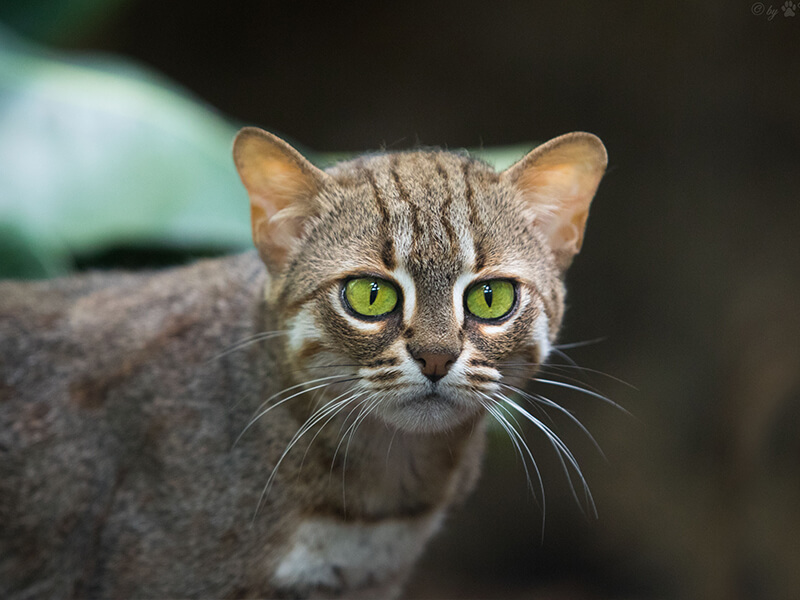 Rusty-Spotted Cat Sharp Eyes