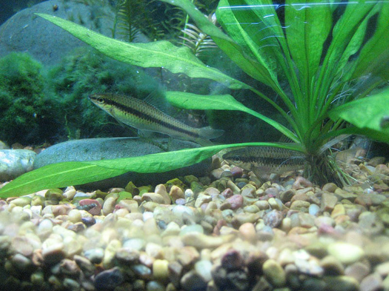 Siamese Algae Eater Image 1