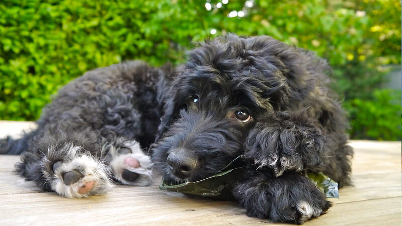 Bernedoodle Puppy