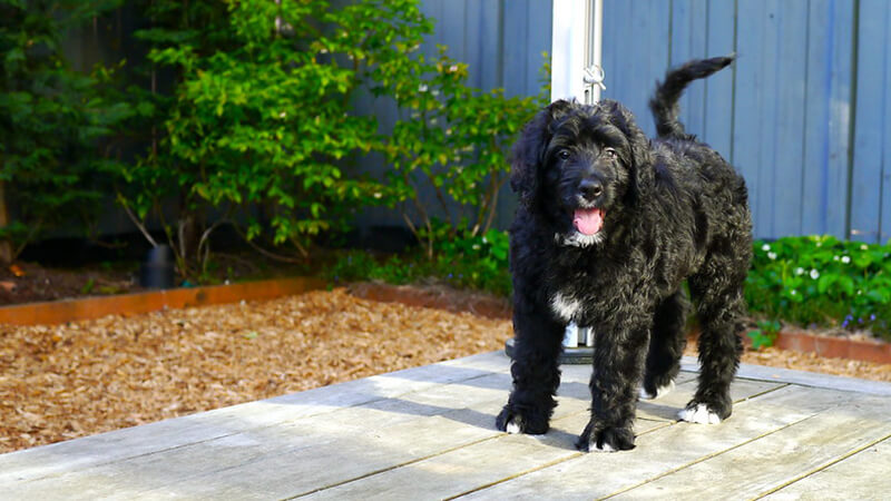 Bernedoodle in Backyard