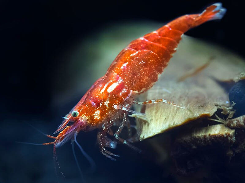 Cherry Shrimp Closeup Pic