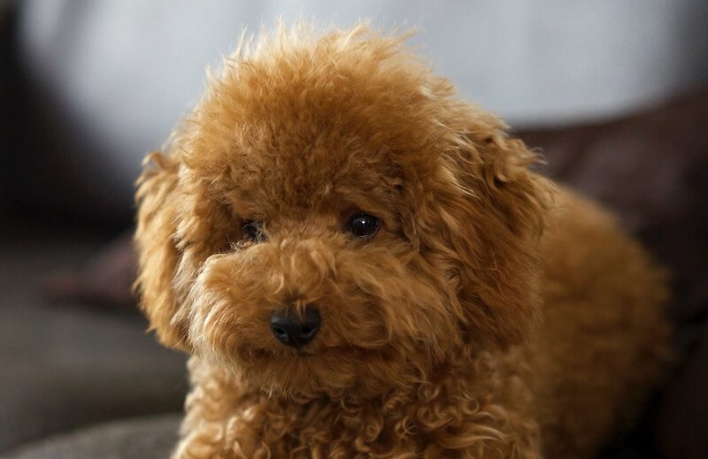 a dog breed called teddy bear