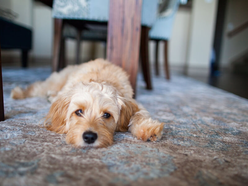 Cavapoo Dog Lying On Wooden Floor Rug