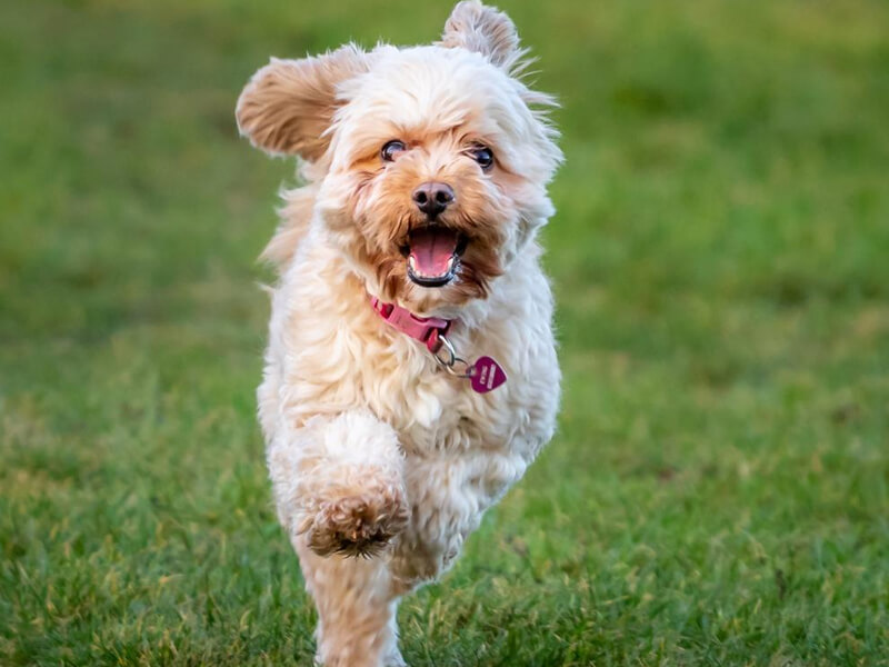 Cavapoo Playing in Field