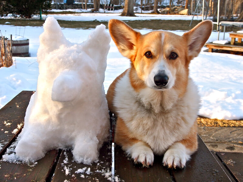 Corgi Husky Mix Brown Sitting