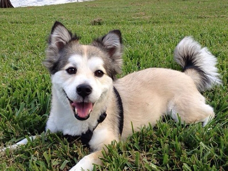 Corgi Husky Mix in Garden