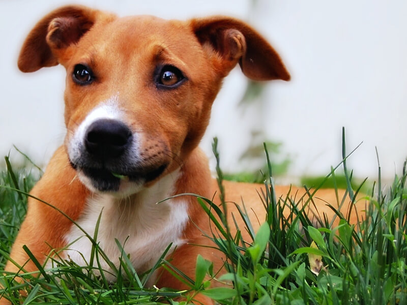 Feist Dog in Lawn