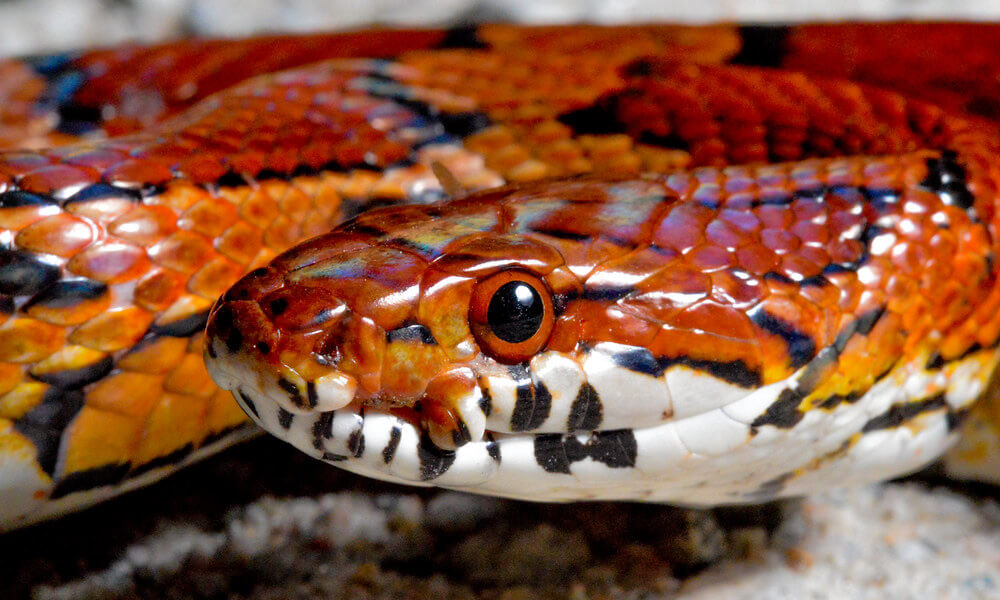 corn snake teeth size