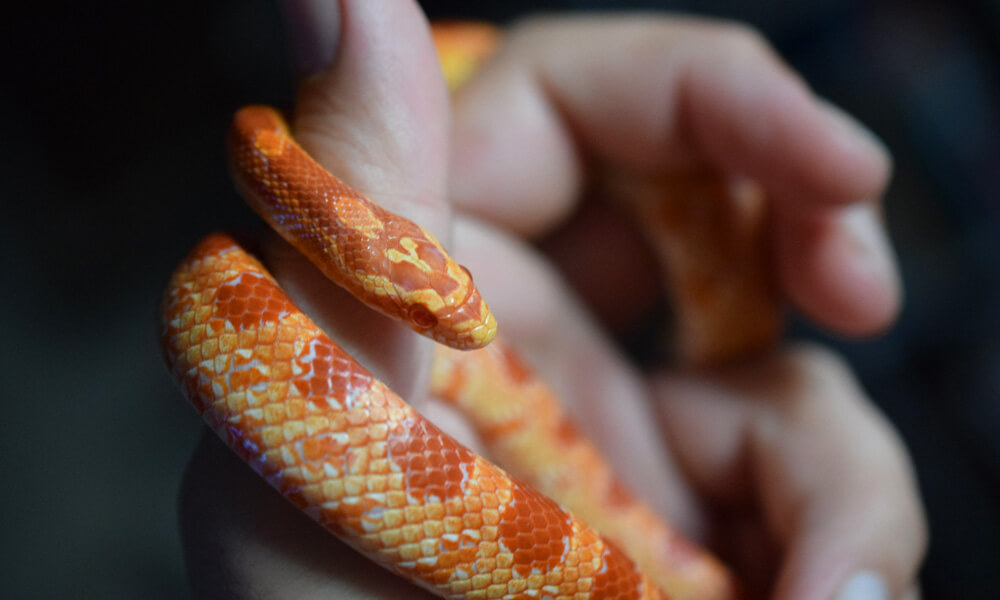 Pet Corn Snake Resting in Hand