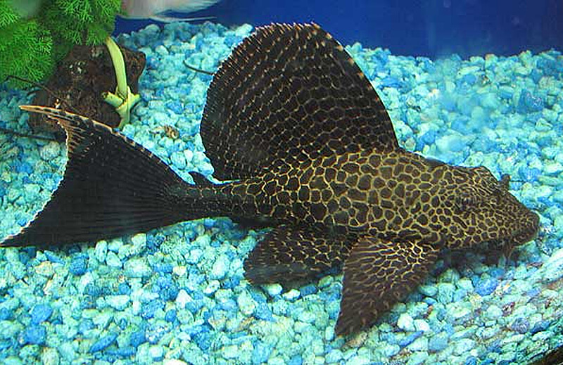 Plecostomus Closer Look in Tank