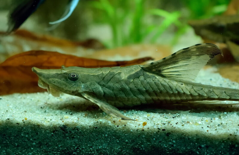 Twig Catfish Closer Look