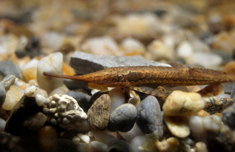 Twig Catfish Sitting on a Rock