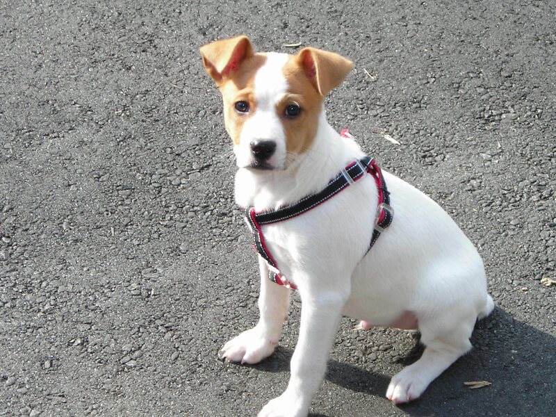 White Feist Dog