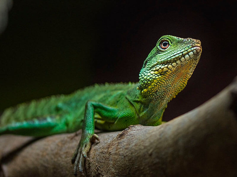 Chinese Water Dragon Closeup Photo