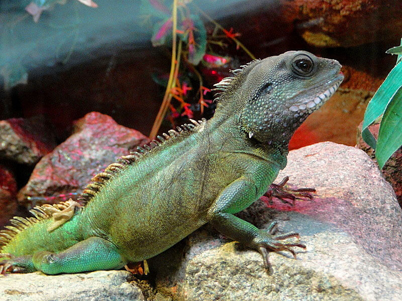 Chinese Water Dragon Sitting On Rocks