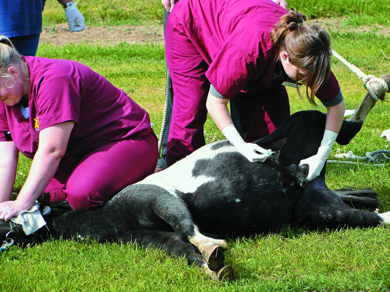 Gelding Process