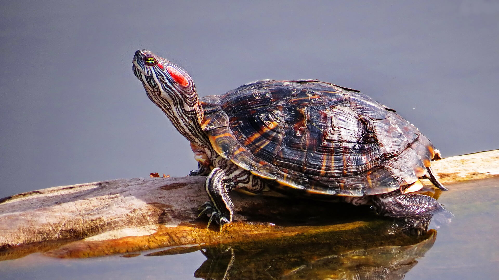 Pet Red-Eared Slider Featured Image