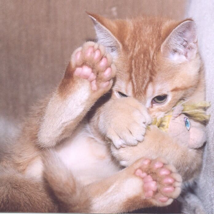 Polydactyl cats Photo