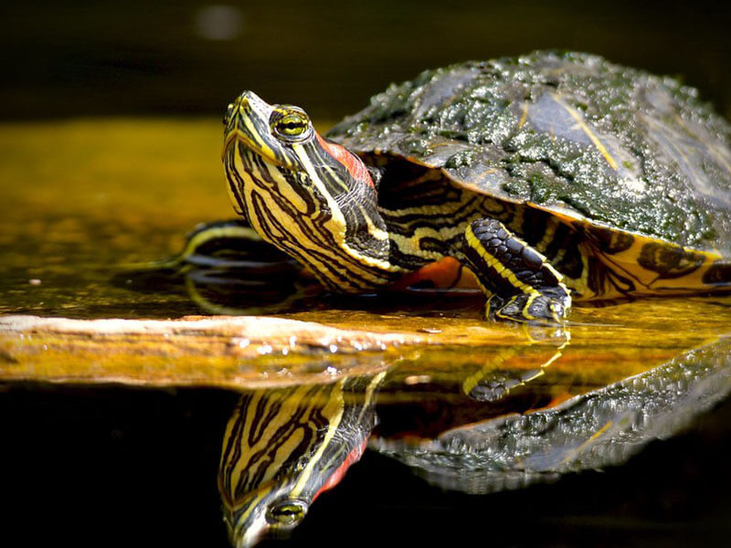 Red Eared Slider in Front of Water